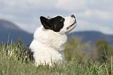 AKITA AMERICAIN 133